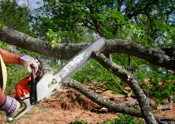 Best Tree Root Removal  in Lake Butler, FL